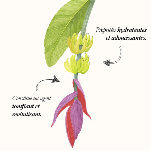 Le Bananier, planche de l'Herbier du Chaman