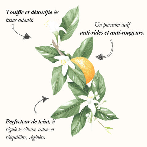 Le Bigaradier, planche de l'Herbier du Chaman