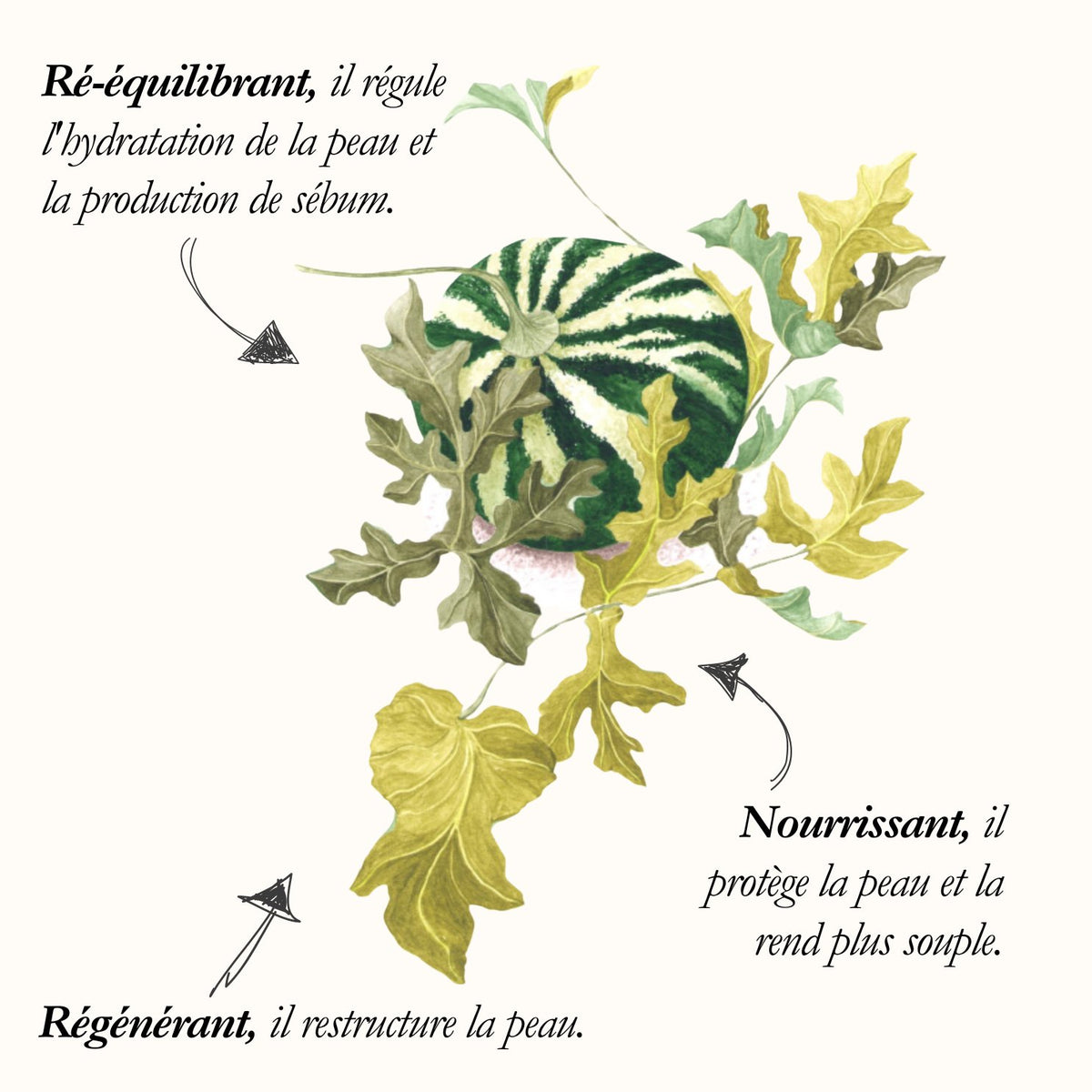 Le Melon du Kalahari, planche de l'Herbier du Chaman