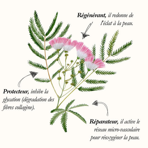 L'Arbre à soie, planche de l'Herbier du Chaman