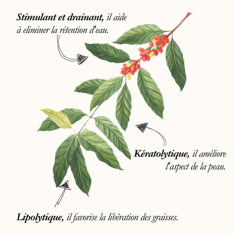 Le Caféier, planche de l'Herbier du Chaman