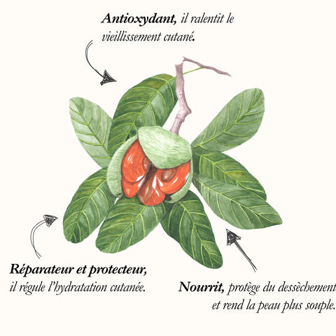 Le Mafura, planche de l'Herbier du Chaman