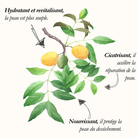 Le Marula, planche de l'Herbier du Chaman