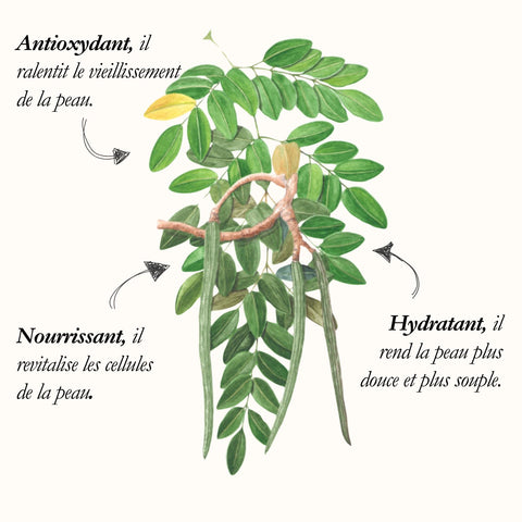 Le Moringa, planche de l'Herbier du Chaman