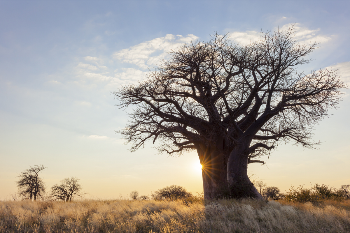 Un baobab dans la savane au soleil couchant
