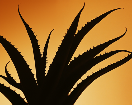Aloe vera : bienfaits pour la peau du visage