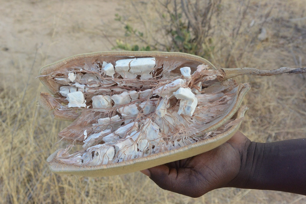 Les Bienfaits du Baobab sur la Peau : un Actif Anti-Âge Naturel puissant
