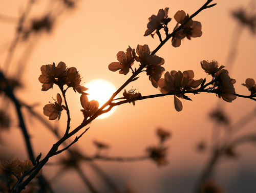 Amande douce