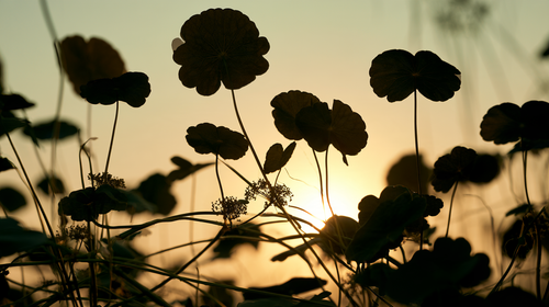 Silhouette de feuilles rondes de centella asiatica en contre-jour sur un ciel doré au lever du soleil