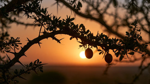 Huile d'argan : branche épineuse d'arganier et ses fruits en silhouette, à contre-jour dans un coucher de soleil orangé
