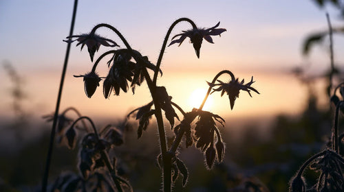 Huile de bourrache : fleurs de bourrache en étoile et tiges velues en silhouette, à contre-jour au lever du soleil