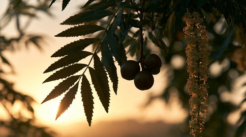 Huile de macadamia : branche de macadamia, grappe de noix et fleurs en épi en silhouette, au soleil couchant