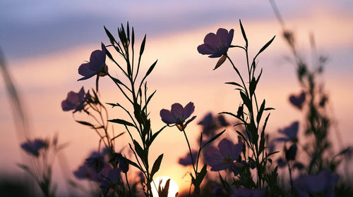 Huile d'onagre : fleurs d'onagre en silhouette, à contre-jour au crépuscule, ciel rose et lilas