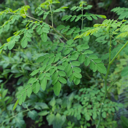 Le Moringa : l'arbre miracle africain qui protège et régénère la peau
