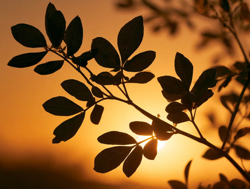 Huile de jojoba : bienfaits pour la peau et utilisation