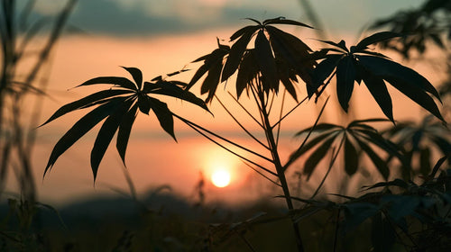 Manioc : silhouette des feuilles palmées du manioc en contre-jour au soleil couchant