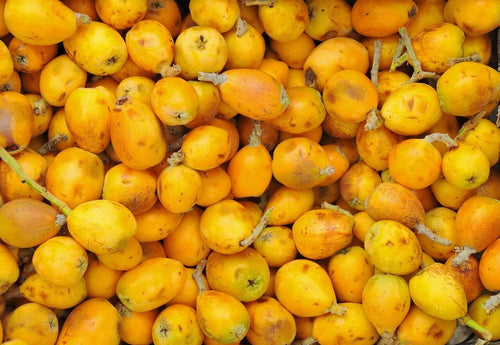 L'Huile de Marula : l'actif d'exception africain pour une peau lumineuse