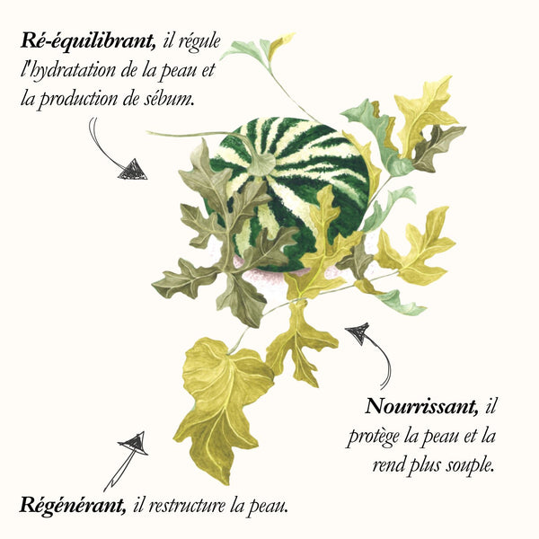 Melon du Kalahari