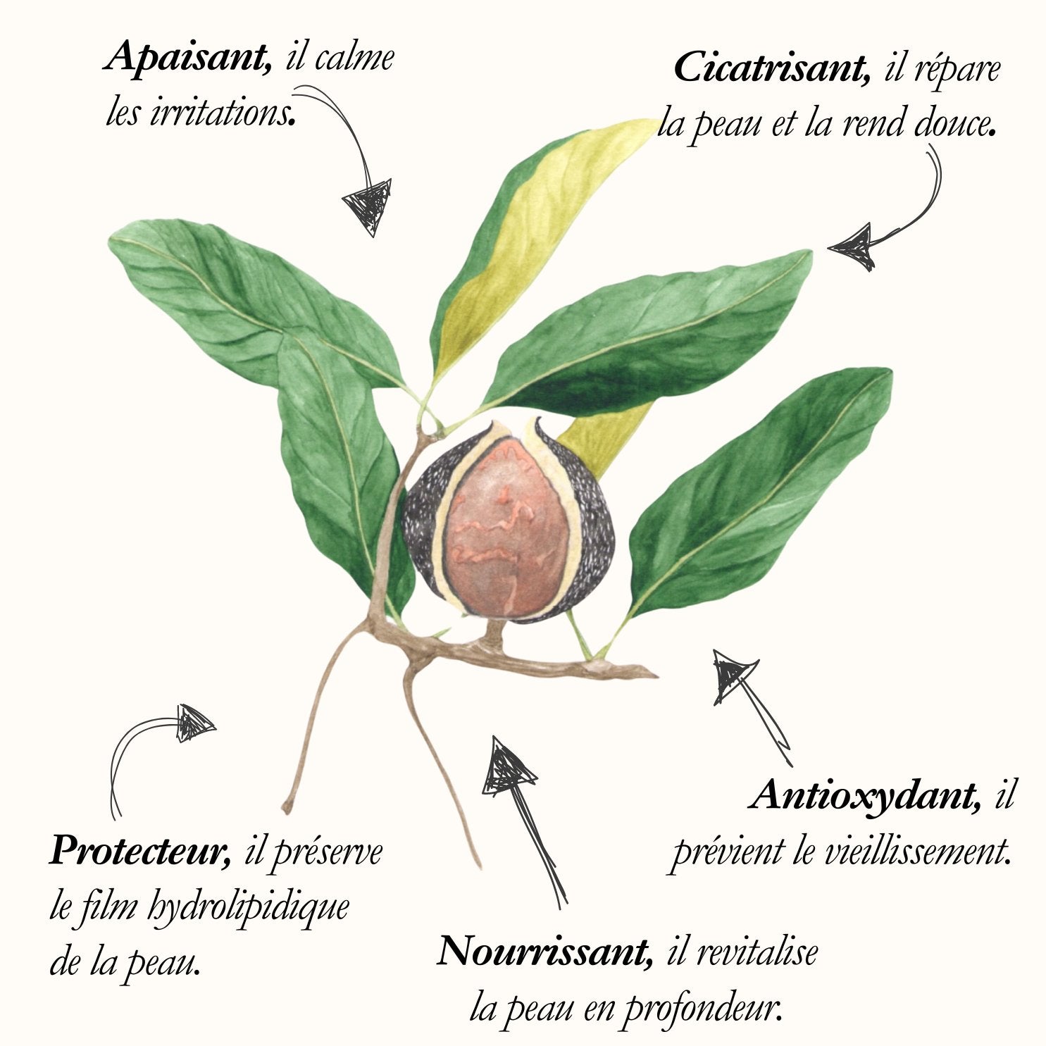 Macadamia