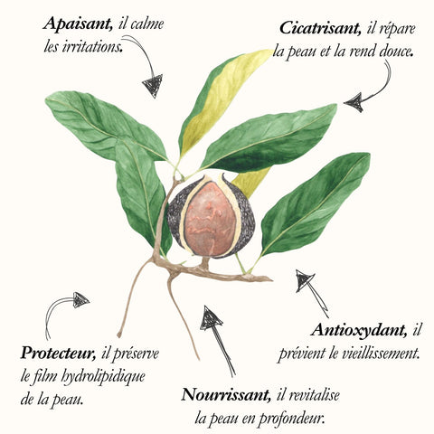 Le Macadamia, planche de l'Herbier du Chaman