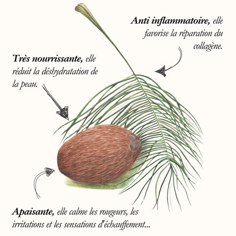 Le Cocotier, planche de l'Herbier du Chaman