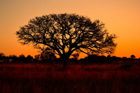 Le Marula