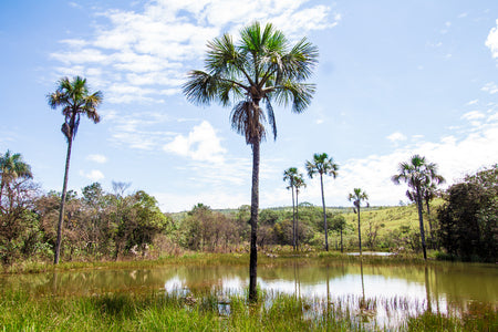 Le Buriti