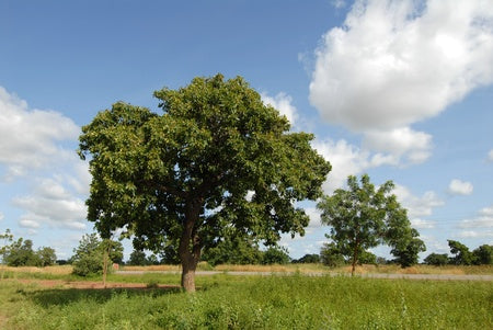 Le Karité