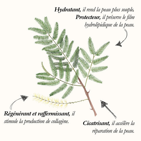 L'Acacia, planche de l'Herbier du Chaman