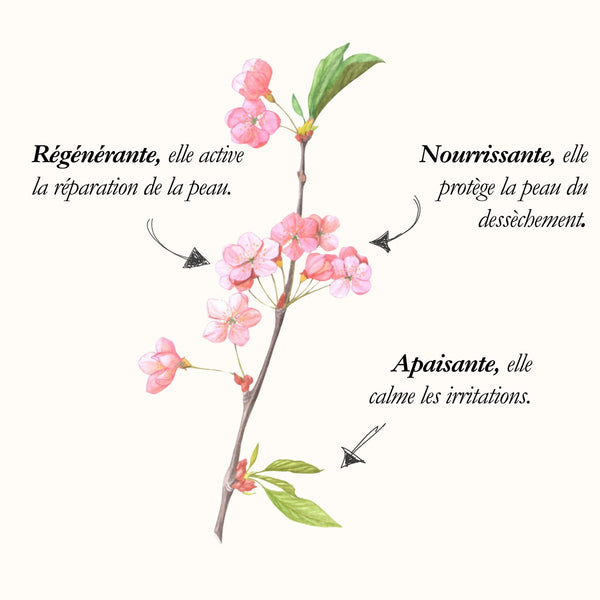 Amande douce