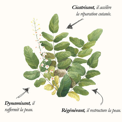 L'Arbre à encens, planche de l'Herbier du Chaman