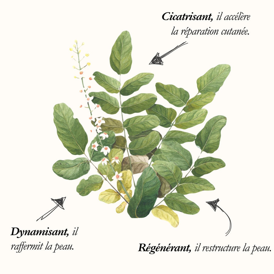 Frankincense tree