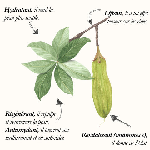 Le Baobab, planche de l'Herbier du Chaman