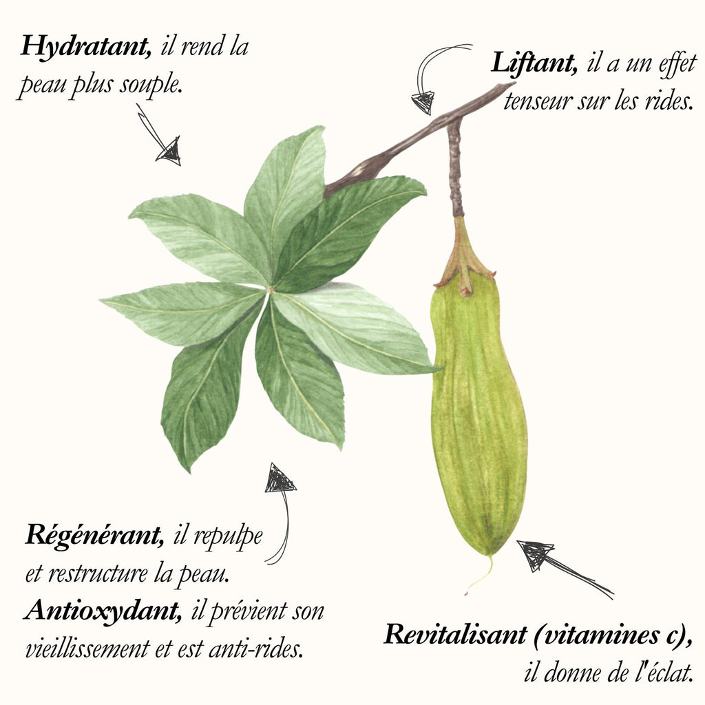 Baobab