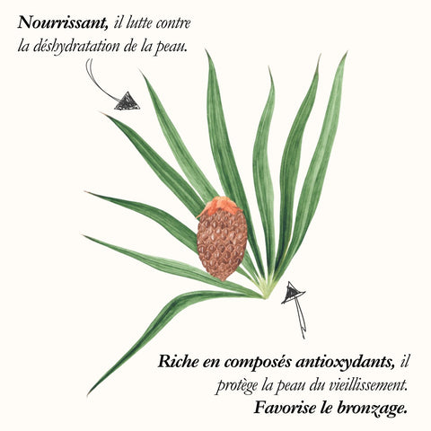 Le Palmier, planche de l'Herbier du Chaman