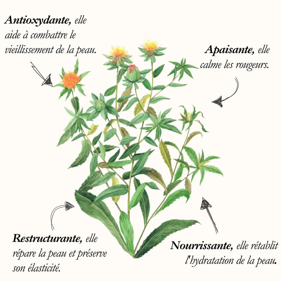 Safflower