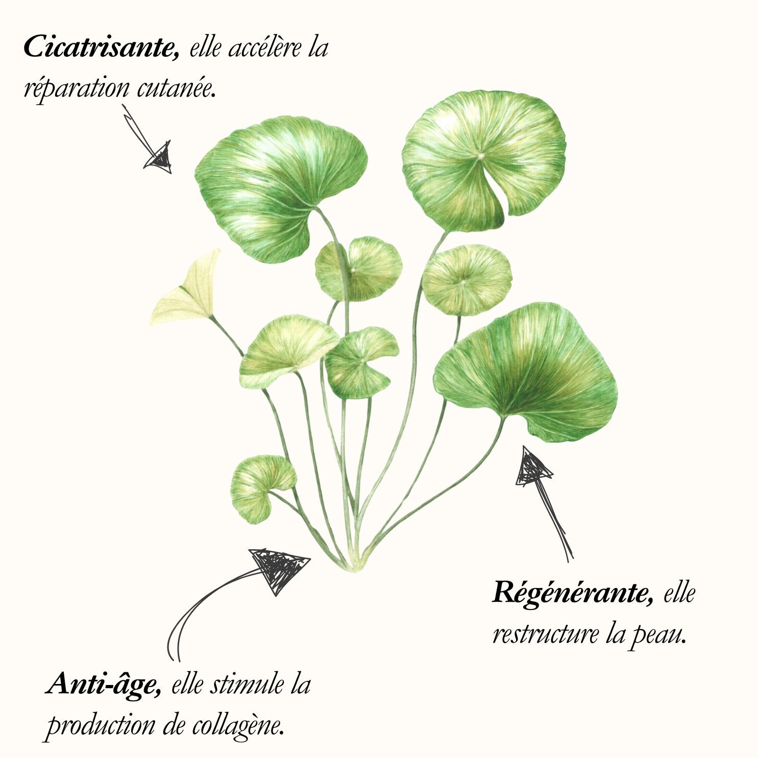 Centella