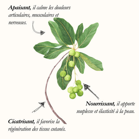 Le Foraha, planche de l'Herbier du Chaman