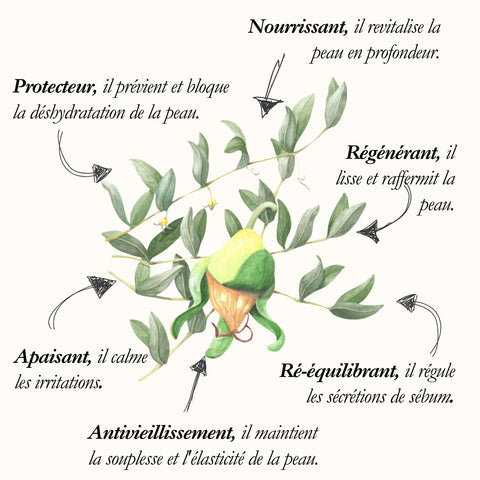 Le Jojoba, planche de l'Herbier du Chaman