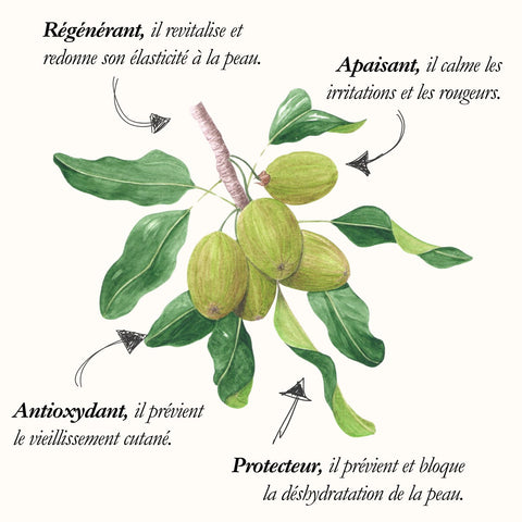 Le Karité, planche de l'Herbier du Chaman