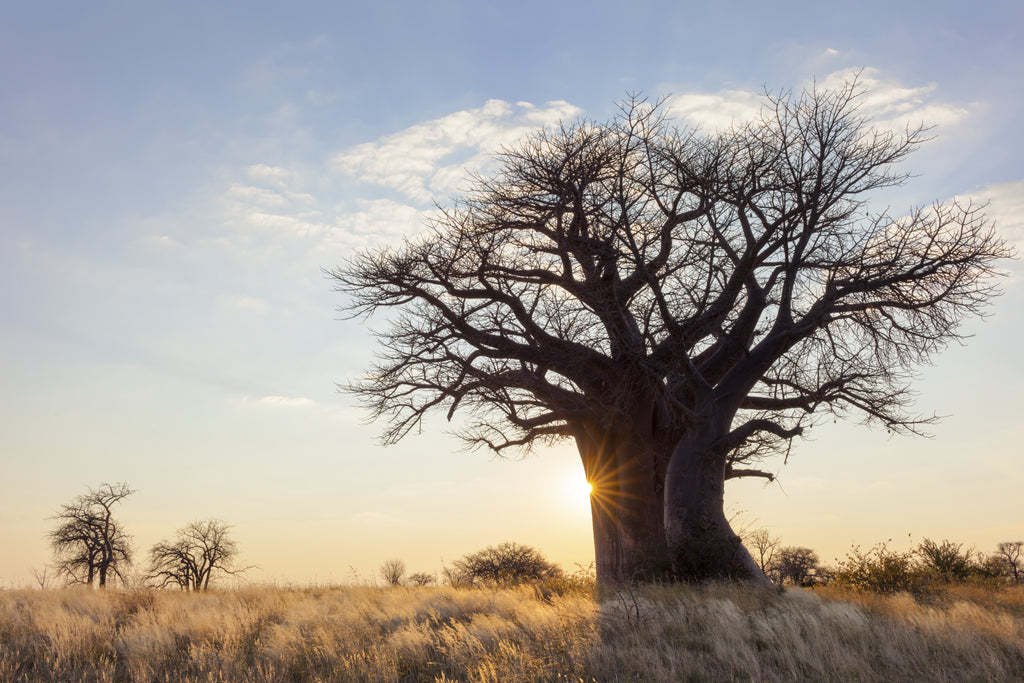 Le Baobab