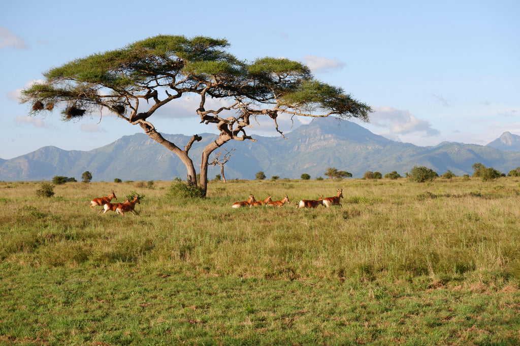 L'Acacia