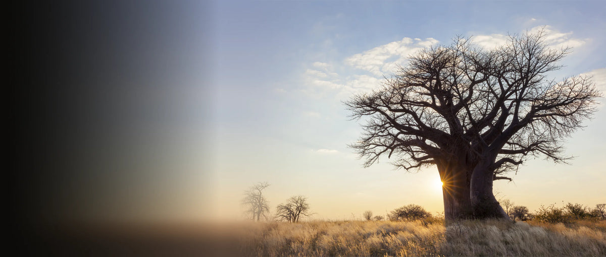 Un baobab dans la savane au soleil couchant, la lumière filtrant au pied du tronc